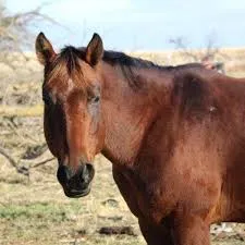 Appetite Plus - Equine