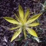 Range of Light - Blazing Star - .25 fl oz