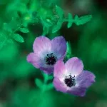 Range of Light - Fiesta Flower - .25 fl oz