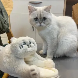 Unisex Home Slippers Indoor Warm Furry Anime Cats Slippers
